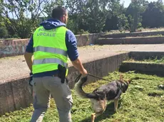 Il cane Kuma al parco Bissuola