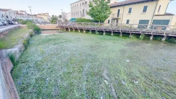 L’alga porracchia che rende il Naviglio come uno stagno