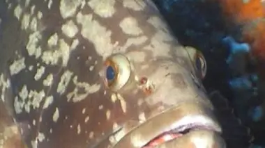 Una cernia bruna scomparsa dall’Adriatico