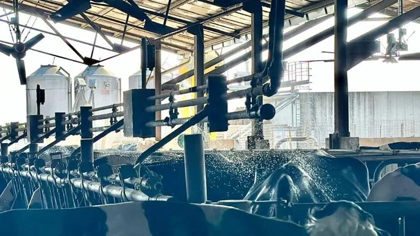 Gli spruzzi d’acqua nella stalla di Torre di Mosto