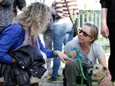 agenzia candussi, giornalista chiarin. Canile di San Giuliano