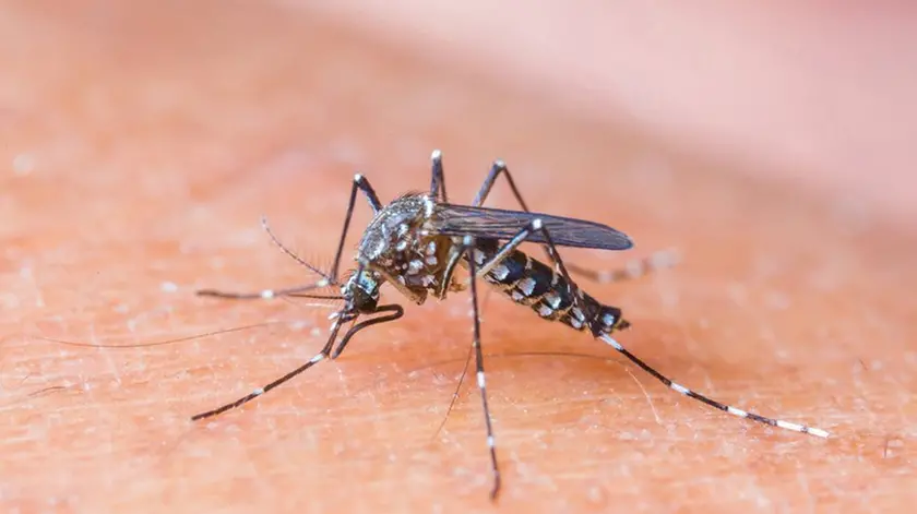 Usl allertata per contenere il virus West Nile veicolato dalle zanzare