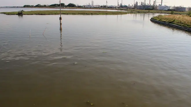 Alghe e acqua marrone in laguna di fronte a Porto Marghera