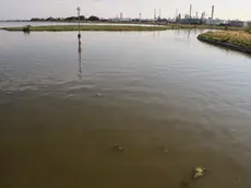 Alghe e acqua marrone in laguna di fronte a Porto Marghera