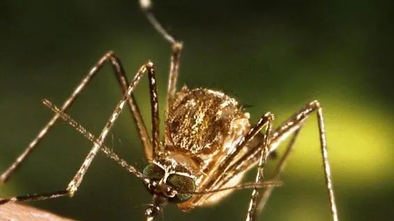 This close-up view of a Culex tarsalis mosquito resting on human skin, shows the dark-scaled proboscis which has a broad median white band. ....Other identifying characteristics include white scales around the joints of its tarsi, a line of white scales along the tibia and femur, and two silver dots on its scutum. The epidemiologic importance of C. tarsalis lies in its ability to spread Western Equine Encephalitis (WEE), St. Louis Encephalitis (SLE), and California Encephalitis, and is currently the main vector of West Nile virus in the Western United States... ..Date: 2005..Content credits: / xxxxx..Photo credit: James Gathany..Image storage: xxxxxxxxxxxxx..Support File: CD_120_DH/ 005....URL: http://www.cdc.gov/ncidod/dvbid/westnile/..URL Title: CDC – Division of Vector-Borne Infectious Diseases – West Nile Virus.. - LA ZANZARA CULEX A sinistra, l'insetto identificato come principale vettore del virus A destra, una cellula infettata