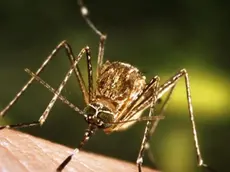 This close-up view of a Culex tarsalis mosquito resting on human skin, shows the dark-scaled proboscis which has a broad median white band. ....Other identifying characteristics include white scales around the joints of its tarsi, a line of white scales along the tibia and femur, and two silver dots on its scutum. The epidemiologic importance of C. tarsalis lies in its ability to spread Western Equine Encephalitis (WEE), St. Louis Encephalitis (SLE), and California Encephalitis, and is currently the main vector of West Nile virus in the Western United States... ..Date: 2005..Content credits: / xxxxx..Photo credit: James Gathany..Image storage: xxxxxxxxxxxxx..Support File: CD_120_DH/ 005....URL: http://www.cdc.gov/ncidod/dvbid/westnile/..URL Title: CDC – Division of Vector-Borne Infectious Diseases – West Nile Virus.. - LA ZANZARA CULEX A sinistra, l'insetto identificato come principale vettore del virus A destra, una cellula infettata