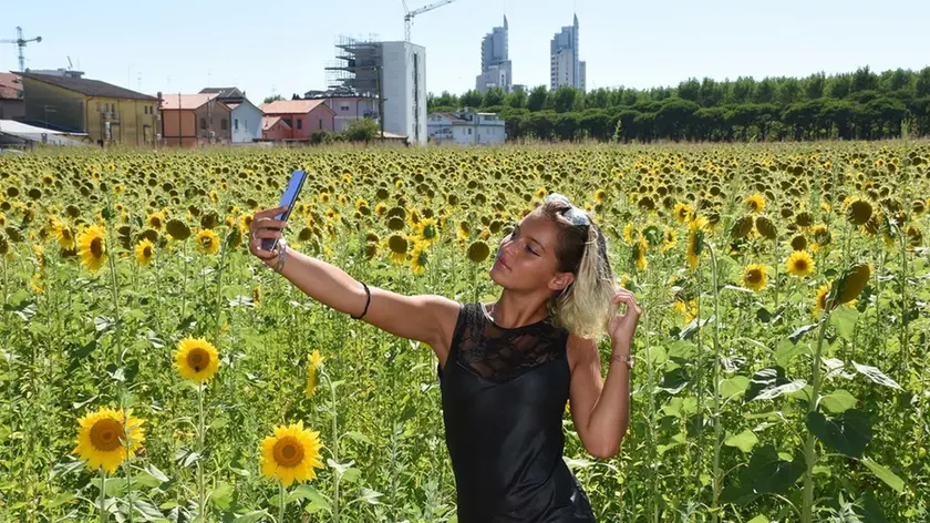 SCATTOLIN - TOMMASELLA - JESOLO - IL CAMPO DI GIRASOLI LUNGO VIA M. L. KING. SET NATURALE PER SELFIE