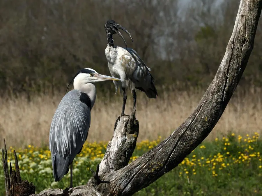 L'accoppiata Ibis sacro e airone cenerino foto Claudia Loschi all'oasi Paliaga