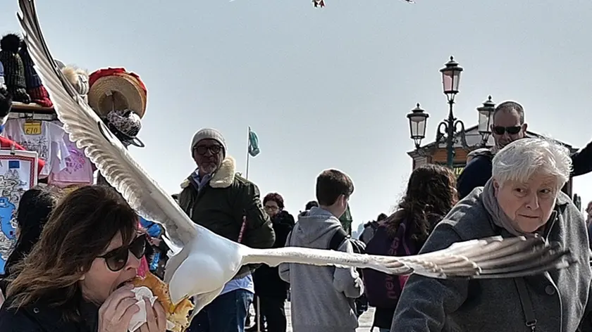 Una turista assaltata da un gabbiano reale in piazza San Marco: la posta è il panino