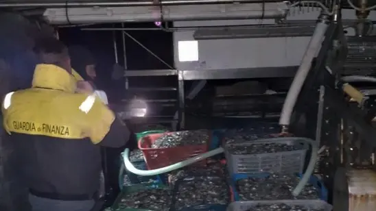 Le vongole sequestrate dalla Guardia di Finanza di Venezia