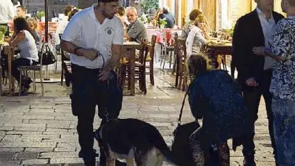 Il cane antidroga della polizia locale durante un controllo