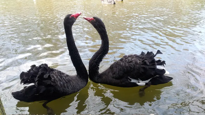 Giulio e Giulietta, felici nel laghetto del parco Bissuola. Erano i beniamini dei bambini