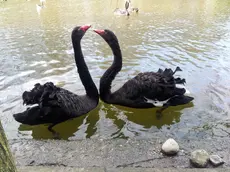 Giulio e Giulietta, felici nel laghetto del parco Bissuola. Erano i beniamini dei bambini