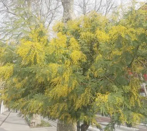 L’albero di mimosa di via Cappuccina all’altezza del distretto sanitario, che ogni anno viene depredato dai venditori abusivi bengalesi