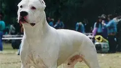 Un dogo argentino che può diventare un feroce cane da combattimento