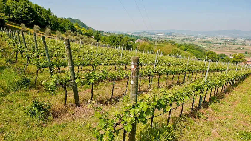 Vigneti