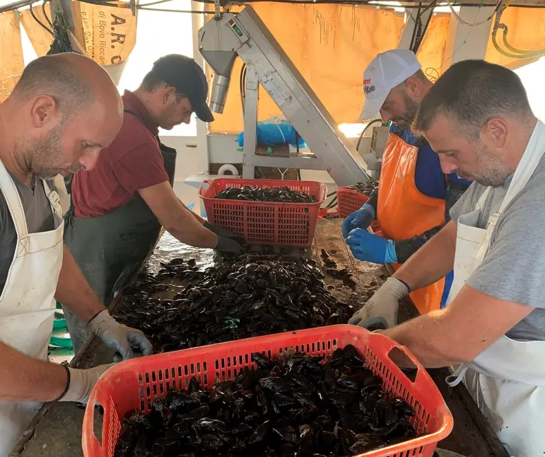 La lavorazione dei mitili alla Fratelli Busetto