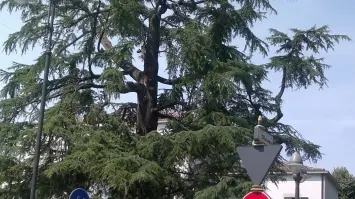 Il cedro del Libano davanti al municipio di Spinea