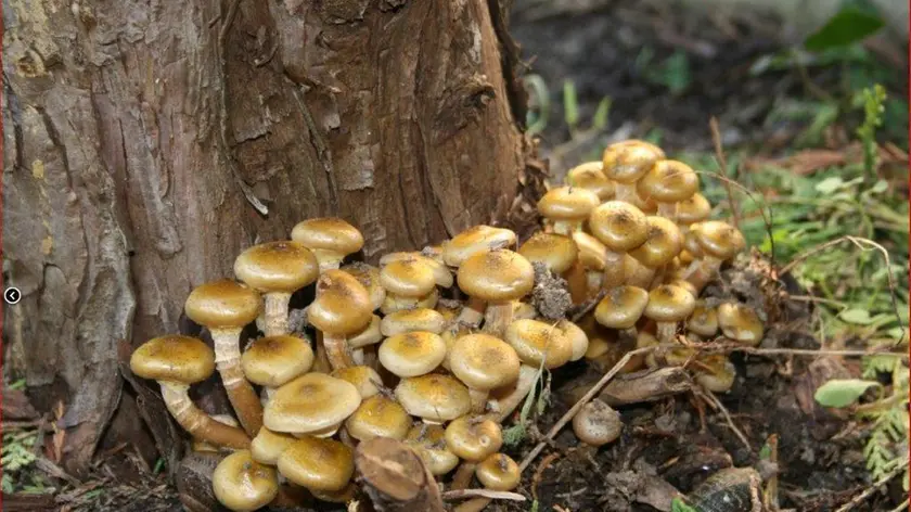 Dei funghi, quelli nella foto sono chiodini