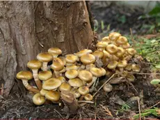 Dei funghi, quelli nella foto sono chiodini