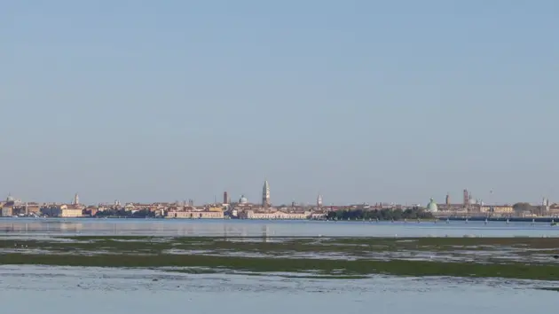 Foto Agenzia Candussi/ Chiarin/ Mestre, punta San Giuliano/ Livello della marea molto basso e formazione di isole di conchiglie coperte da alghe rendono quasi impossibile la navigazione