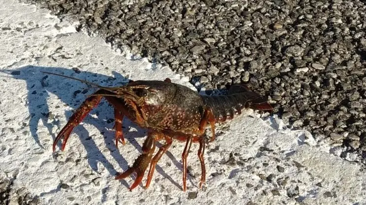 DE POLO - TOMMASELLA - SAN DONA' - IL GAMBERO ROSSO DELLA LUISIANA TROVATO SULLA STRADA NELLA FRAZIONE DI FOSSA'
