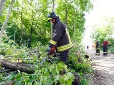 DeMarchi Pagnano via Barbo pompieri al lavoro per albero caduto