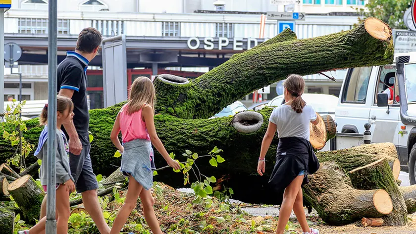 Borin Conegliano via Spellanzon alberi caduti per tromba d'aria
