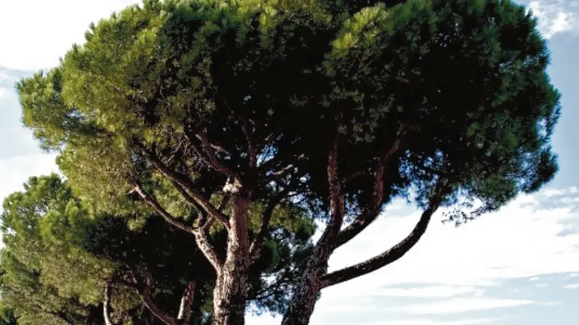 Gli alberi di via Olmo a Martellago