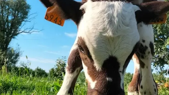Un bel primo piano di Muffin