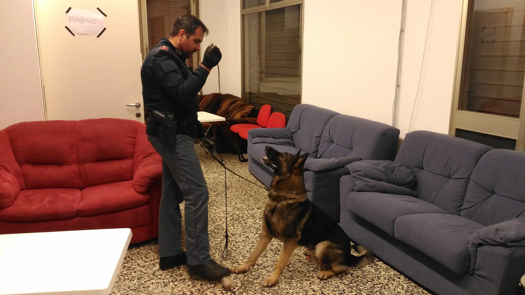 Il cane Zeus durante i controlli nella casa gialla