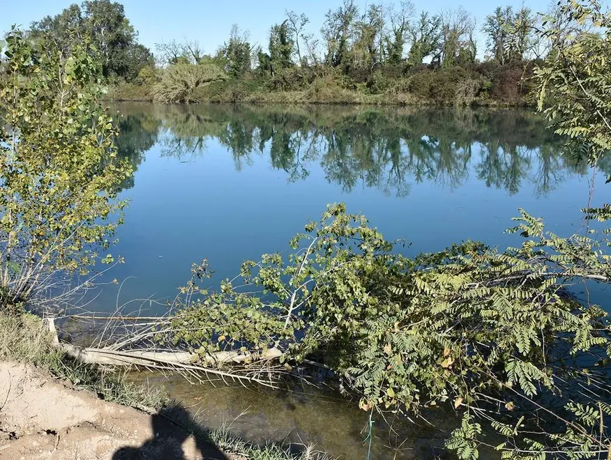 COLUCCI - DINO TOMMASELLA - SAN DONA' DI P. - ALBERI CADUTI LUNGO LA GOLENA DEL FIUME PIAVE