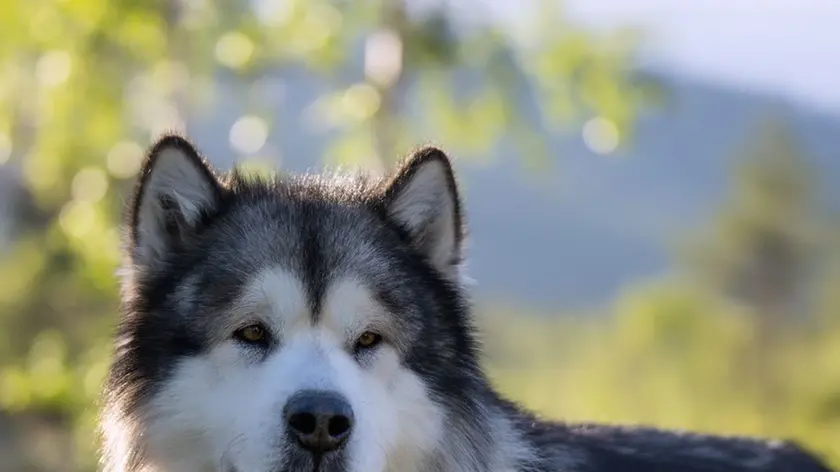 Il cane Scott