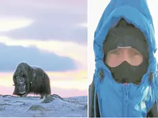 Un esemplare di bue muschiato fotografato, dopo giorni di ricerche e appostamenti, nel parco di Dovrefjell, in Norvegia e Alessandro Petito in mezzo alla neve nella sua prima esperienza estrema per fotografare animali