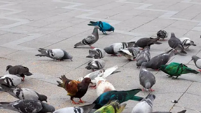 Immagine tratta dal sito julian-charriere.net dell'artista svizzero Julian Charriere che ha cambiato la pigmentazione dei pennuti trasformando i piccioni (colorati) in opere d'arte nella creazione ''Pigeon safari '' per la Biennale. ANSA / JULIAN-CHARRIERE.NET +++NO SALES - EDITORIAL USE ONLY+++ USARE SOLO CON NOTIZIA PIGEON SAFARI+++