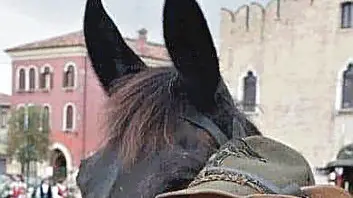 Antonino “Toni” Diserò