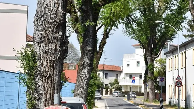 DE POLO - TOMMASELLA - SAN DONA’ - VIA S. FRANCESCO TAGLIO ALBERI