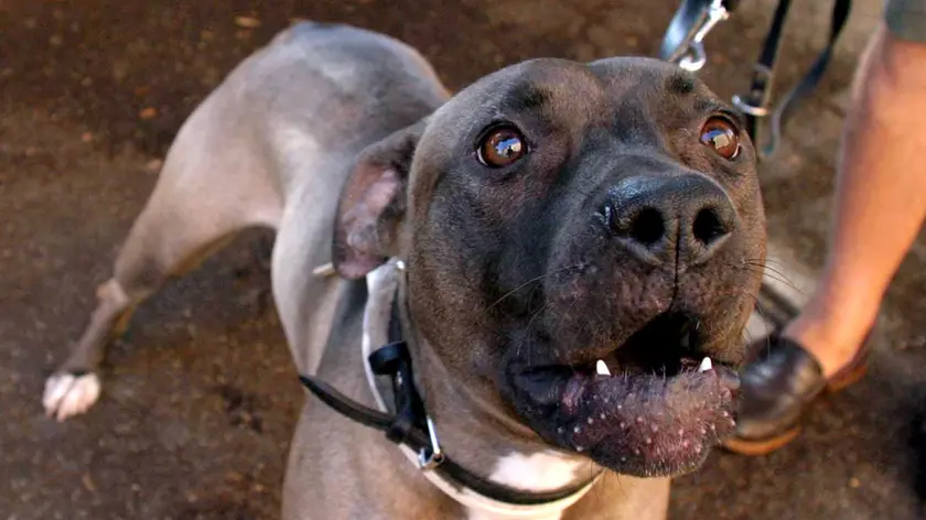 20060424 - MILANO - CRO - CANE DI GROSSA STAZZA AGGREDISCE ANZIANA A MILANO..LA DONNA NON E' GRAVE ..Una foto di archivio del 17 Settembre 2003 di un cane pitbull. Una anziana e' stata aggredita per strada, questa mattina a Milano, da un cane di grossa stazza, un incrocio di un pitbull e un boxer. Morsa al capo, al collo, a una mano e a un orecchio, la donna e' stata medicata e dimessa dall'ospedale, mentre il proprietario dell'animale, gia' conosciuto dalla polizia, e' stato denunciato per ora perche' non voleva dare i suoi documenti. ZAMPETTI ARCHIVIO ANSA/DEF