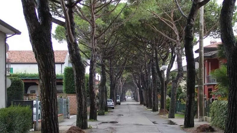 COLUCCI - DINO TOMMASELLA - JESOLO - ALBERI IN VIA ASMARA A CORTELLAZZO