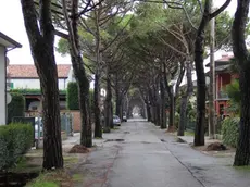 COLUCCI - DINO TOMMASELLA - JESOLO - ALBERI IN VIA ASMARA A CORTELLAZZO