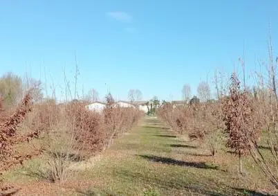 Il terreno a Santa Maria di Sala dove assieme alla moglie ha avviato l’attività da quasi sette anni