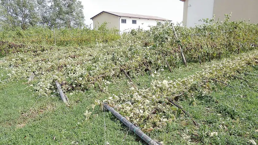 CIPOLLA - DINO TOMMASELLA - PORTOGRUARO- LOCALITA' MAZZOLADA -DANNI ALLE COLTIVAZION, VIGNETI RIBALTATI E GANDINE SU VITI E MAIS