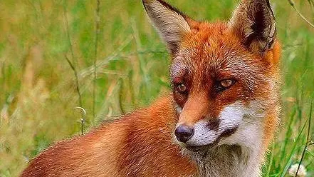 Una volpe in un prato Una volpe sono questi animali il vettore del virus Sopra una volpe rossa e' epidemia di rabbia tra i selvatici