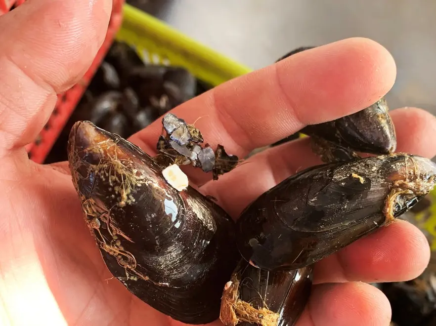 La nuoba varietà di cozza allevata a Pellestrina