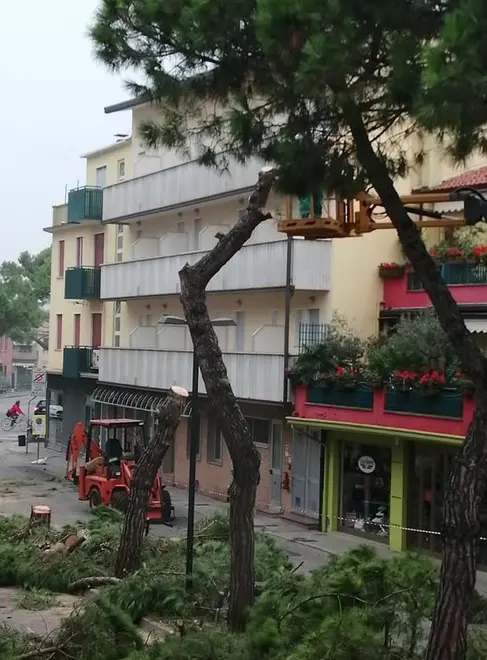 SCATTOLIN- TOMMASELLA - CAORLE - VIALE àMARGHERITA DOPO TAGLIO ALBERI