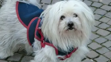 Geremia il cane maltese di 14 anni colpito a morte dalla forbice durante una rissa in via Garibaldi