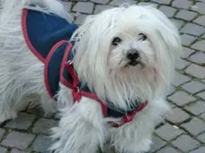 Geremia il cane maltese di 14 anni colpito a morte dalla forbice durante una rissa in via Garibaldi