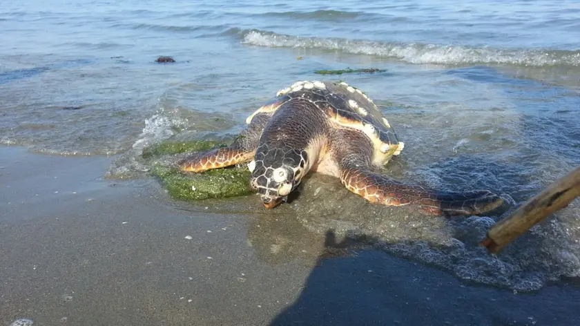 Una delle tartarughe avvistate a Pellestrina