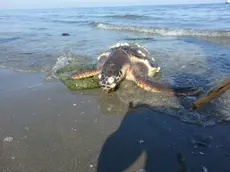 Una delle tartarughe avvistate a Pellestrina