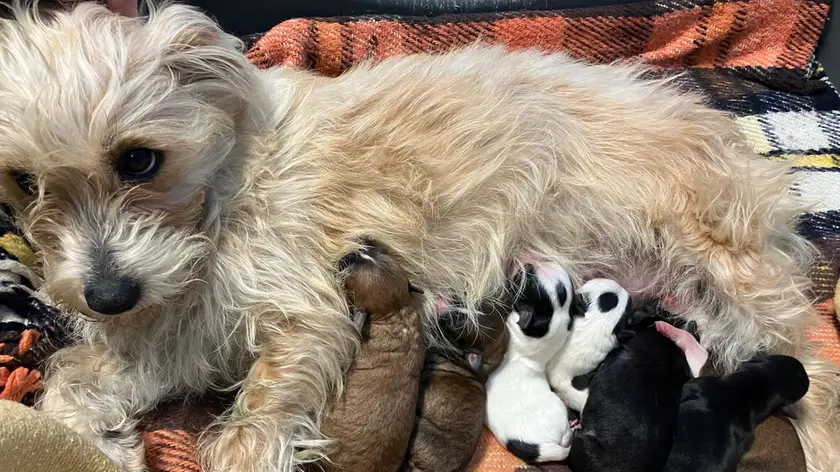 Mirta, la cagnolina usata per l'accattonaggio che ha partorito in Strada Nuova